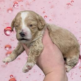 Snuggles - Cream female Cavapoo puppy in Coshocton, Ohio from Forever Family Puppies