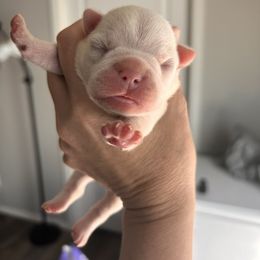 Pixie's cream boy 1 - Lilac male Boston Terrier puppy in Yakima, Washington from Barnett’s AKC Boston Terriers