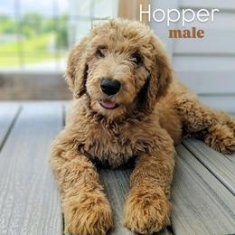 Hopper - Apricot male Goldendoodle puppy in Ringgold, Georgia from Re Family Doodles