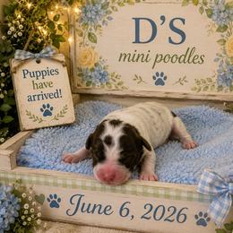 Boy 3 - Parti male Poodle puppy in Pawtucket, Rhode Island from Ds_minidoodles