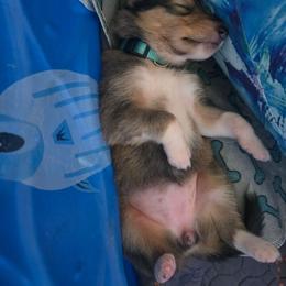 Light Blue - Sable female Collie puppy in Wykoff, Minnesota from Country Collies