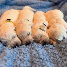 Girl 1 - Light golden female Golden Retriever puppy in Willis, Texas from Lakemist Retrievers