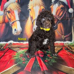 Nova - Brown female Poodle puppy in Woodbury, Pennsylvania from Zimmerman's Poodles