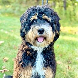 Oscar - Bernedoodle
