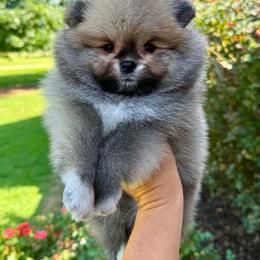 ABEL - Orange male Pomeranian puppy in Willis, Texas from Treasured Jewels Pomeranians