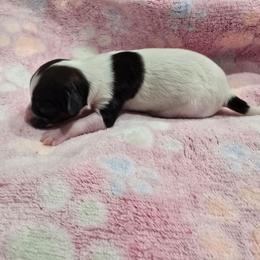 LAVENDER - Red white and sable female Papillon puppy in Hollister, Missouri from Swan Creek Kennel