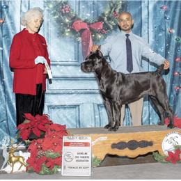 GCH Nova - Cane Corso