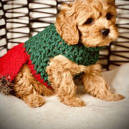 Cavapoo, Cockapoo, and Poodle Puppies from Benji’s Cockapoos