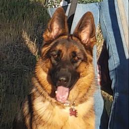 Iris - German Shepherd