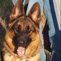 Iris - German Shepherd
