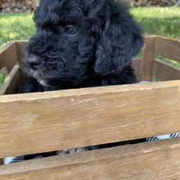 Sheepadoodle Puppies from Primrose Cottage Puppies