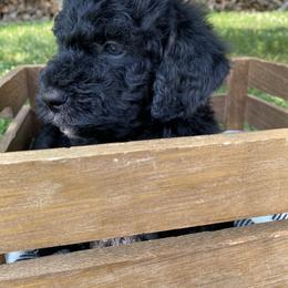 Sheepadoodle Puppies from Primrose Cottage Puppies