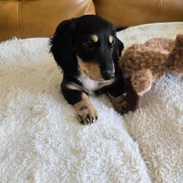 Jenna - Dachshund