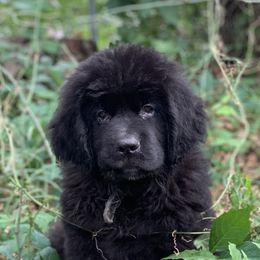 Newfoundland Puppies from Pete’s Newfies