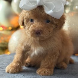 K Tiny Girl - Red  female Goldendoodle puppy in Lewisville, Texas from Texas Goldendoodle Lovers