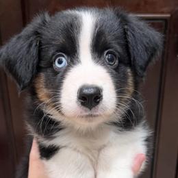 Australian Shepherds from C&S AUSSIES
