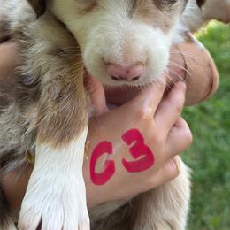 Girl 3 - Red merle female Border Collie puppy in Rural Retreat, Virginia from Hidden Acres Farm Corgis & Border Collies
