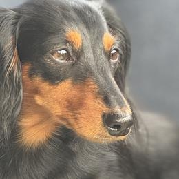 Stella - Dachshund