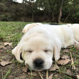 Labrador Retriever Puppies from Kingridge Kennels