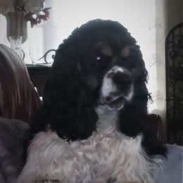 Bentley - Cocker Spaniel