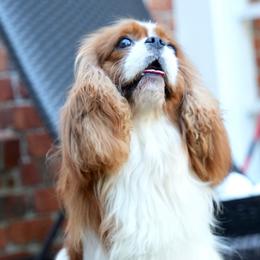 Cavalier King Charles Spaniel Puppies from Cane Creek Cavaliers