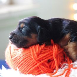 Austin - Black and tan Dachshund puppy in Windsor, Colorado from Murry’s minis