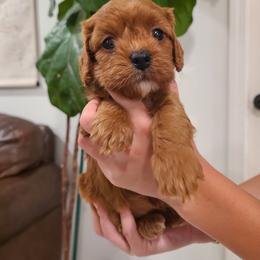Lexi - Apricot female Cavapoo puppy in Atmore, Alabama from Gulf Coast Puppies