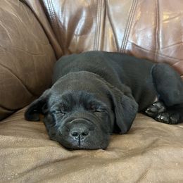 Boy 3 (blue collar ) - Cane Corso puppy from Capital City Corso’s