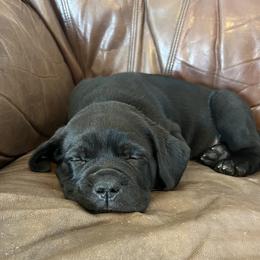Boy 3 (blue collar ) - Cane Corso puppy from Capital City Corso’s