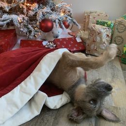 Irish Wolfhounds from Hidden Hollow Wolfhounds