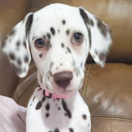 Vulpix (Light pink collar) HUA - White and liver brown female Dalmatian puppy in Raymondville, Missouri from Wagner's Dalmatian's