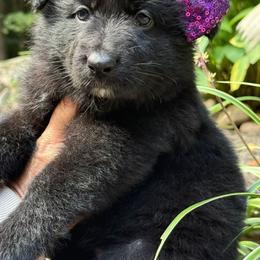 Ziti - Black female German Shepherd puppy in Fort Jennings, Ohio from Von Holtzapple German shepherds