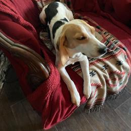 Betty - Beagle