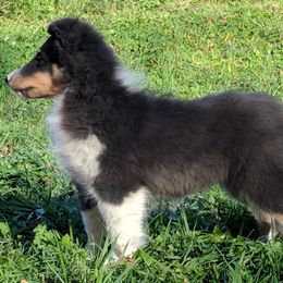 Bulldog and Shetland Sheepdog Puppies from Smooch-A-Bulls English Bulldogs & M&M Shelties