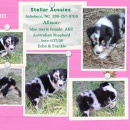 Allison - Blue merle female Australian Shepherd puppy in Asheboro, North Carolina from Stellar Aussies