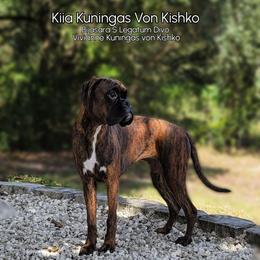 Kiia - Boxer