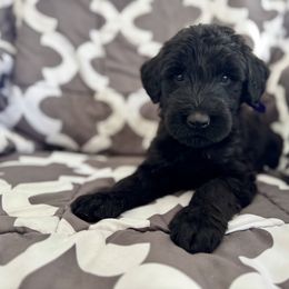 Ziti - Black female Giant Schnauzer puppy in Parker, Colorado from Pawsh K9’s