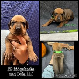 Green Boy - Wheaten blk nose male Rhodesian Ridgeback puppy in Colome, South Dakota from KB Ridgebacks and Dals, LLC