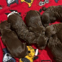 Boy 1 - Chocolate male Goldendoodle puppy in Phoenix, Arizona from Az Adorable Doodles