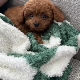 Bernedoodle, Cavapoo, Havanese, and Havapoo Puppies from Lady Paws Puppies - Cassie