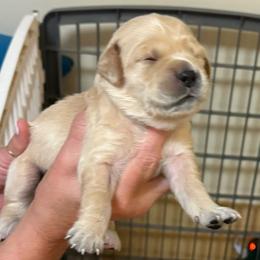 Sky blue collar - Light golden male Golden Retriever puppy in Indianapolis, Indiana from ZuGolden Retrievers & Doodles