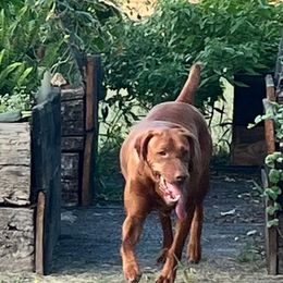 Dixie - Vizsla