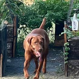 Dixie - Vizsla