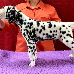 Dalmatian Puppies from Stagecoach Dalmatians