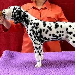 Dalmatian Puppies from Stagecoach Dalmatians