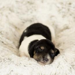 Piebald girl - Piebald female Dachshund puppy in Seminary, Mississippi from Down South Mavericks Dachshunds