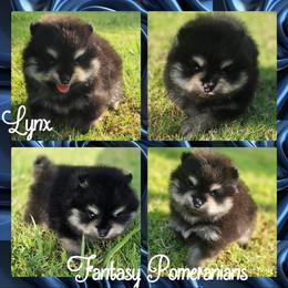 Lynx - Black and tan male Pomeranian puppy in Anna, Texas from Fantasy Pomeranians & Fantasy Aussies