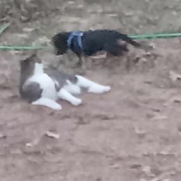 Dachshund Puppies from CLARK'S BREEDING PROGRAM