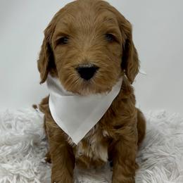 White Male - Apricot male Goldendoodle puppy in Great Falls, Montana from Montana Goldendoodles