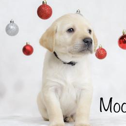 Labrador Retriever Puppies from AGL Retrievers